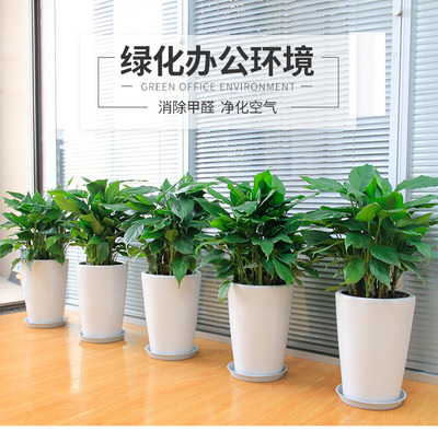 绿植租摆 公司租绿植