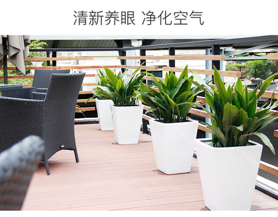 绿植租赁 绿植养护
