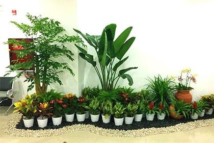 北京绿植租摆怎么选？可参考以下几点