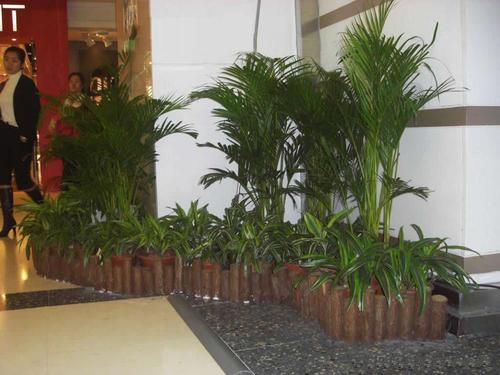 北京绿植租摆所需的工作及花卉易养死的原因