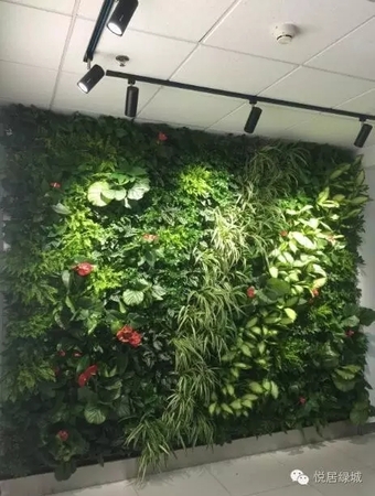 搜门网 生态植物墙项目