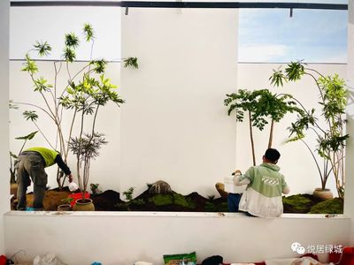 绿植景观造景 景观设计 绿植养护