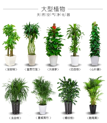 租绿植 绿植上门养护