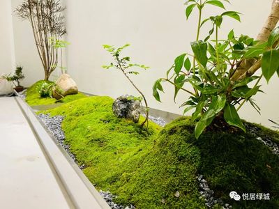绿植景观养护 绿植造景 绿植租摆