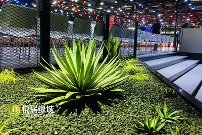 景观绿植 沙漠植物造景