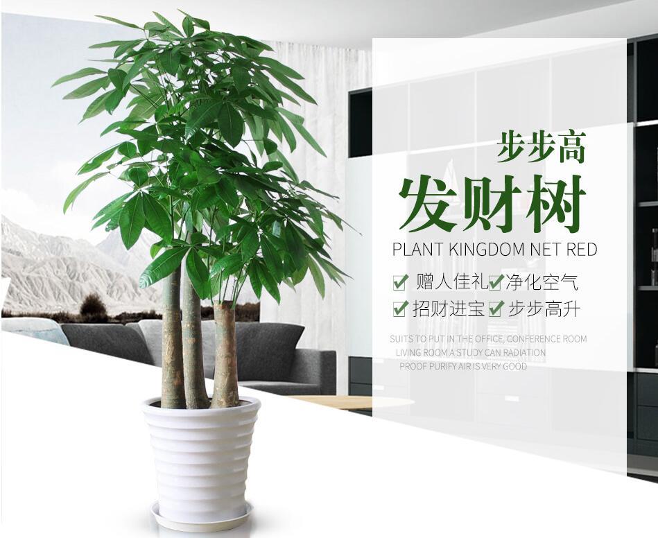 绿植租赁